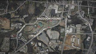 Forsyth County warns families about raccoon that tested positive for rabies