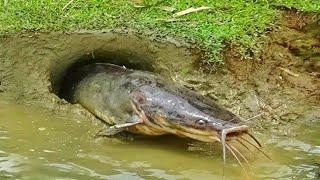 Unique Fishing Style In Dry Season 2021 - Amazing Boy Catfish Underground Hole After Water Recedes