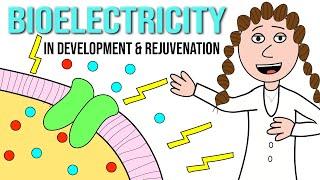 Bioelectricity - the reason we're alive (& therapeutic potential)