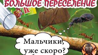 Как переселить муравьев обратно в колбу / Как увлажнять формикарий для жнецов