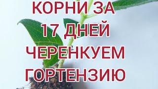 Черенкование гортензий для новичков.Пошаговая инструкция. От А до Я % результат