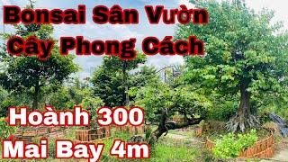 0399488871 Tú Trần - bonsai đại - báo giá 1 số cây phong cách .sân vườn lớn cho ace tham khảo