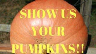 Whistle Thicket Challenge: Show Us Your Pumpkins!!