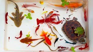 OH MY GOD! Luxury Ornamental Turtles In Caves, Angelfish, Koi Fish, Guppies | Fishing Video