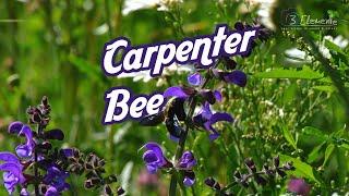 Violet Carpenter Bee - Holzbiene - Xylocopa violacea | NATUR VIDEOS