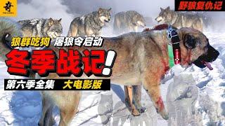 大型紀錄片【野狼復仇記】第六季合集，冬季餓狼群強勢來襲，巨狼群猖狂吃狗啃牛，犬王烟霧女兒慘遭狼群分食，全員集結屠狼令啓動，最精彩的獵狼之戰大電影版第五輯，一口氣看完第六季#坎高犬#狼#牧羊犬#狗#狼群