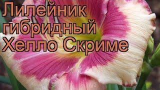 Лилейник гибридный Хелло Скриме (hemerocallis)  обзор: как сажать, рассада лилейника Хелло Скриме