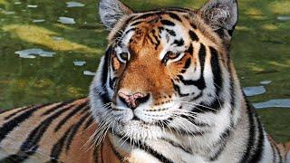 Meet the Big Cats of Kowiachobee Animal Preserve in Naples, FL