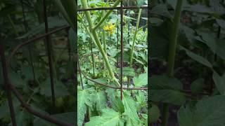 Super Garden One Month Old #garden #compost #grow #vegetables