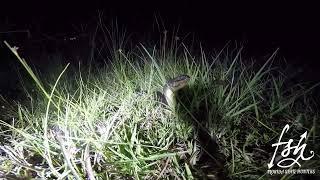 Periscoping Water Snake in the darkness of the Swamp