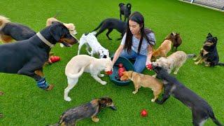 Reaction of Rescue Dogs Who Never Had a Toy Before…