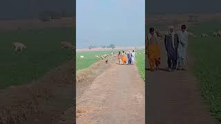 mosum sard hi villagelife my village #shortvideo #alitv#short