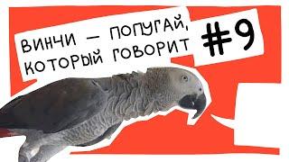 Винчи — попугай, который говорит. Сборник #9