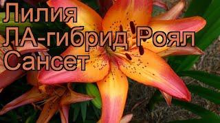 Лилия ла-гибрид Роял Сансет (lilium)  Роял Сансет обзор: как сажать, луковицы лилии Роял Сансет