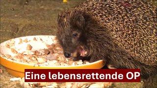 Krank und hungrig: Igel Paul mit Abszess am Hals kämpft um jeden Bissen, Nr. 208 (03.10.2024)