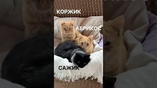 Спасли трёх котят с улицы и теперь они живут с нами)