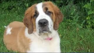 How to Care for a Saint Bernard