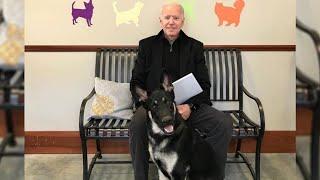 Future first dog Major Biden, adopted from a shelter, to get virtual 'indoguration' | ABC7