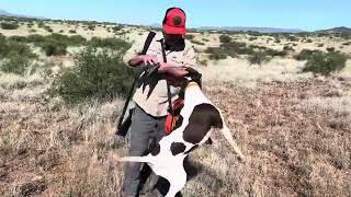 A Memorable Dog Training Adventure: Birds, Dogs, and Waffle House @AZQuailToday