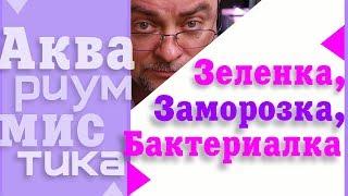 #Аквариумистика. Основные понятия. Зелёнка, заморозка, бактериалка. #shorts