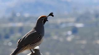 Gambel's quail call