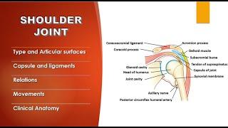 Shoulder Joint Anatomy | Ligaments, Movements,  Relations and Clinical Anatomy | Upper Limb