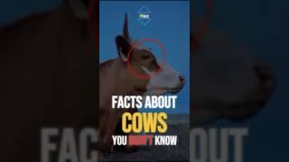 Facts About Cows  You Didn’t Know 