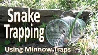 Snake Trapping with Minnow Traps