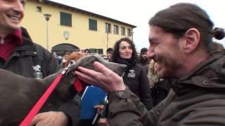 32 Irish Retired Greyhound for GACI Italy  February   01 2014