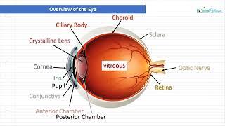 Optician Training: Overview of the eye (Ocular Anatomy Lecture 1)