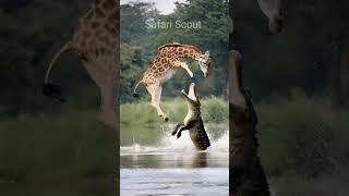 Giraffe vs crocodile #wildrift #animals #wildanimals #crocodile #wildlife #naturelovers #nature