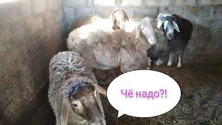 Морозный День.Бараны дерзят Хозяину.Тося утепляется.