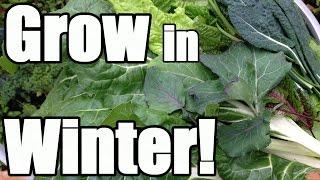 8 Keys to Growing in Winter in an Unheated Greenhouse (Hoop House)