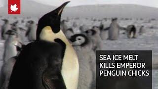 Sea ice melt kills Emperor penguin chicks