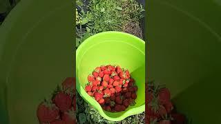 Клубника на Урале. Первый сбор. #дача #огород #сад #клубника #садовод #садоводство #садогород