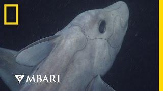 Ghost Shark Caught on Camera for the First Time | National Geographic