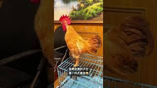 #Big Rooster#Cute Pet#Daily Life of a Cute Pet#Rooster, You're So Beautiful#Bizarre Behaviors of Ani