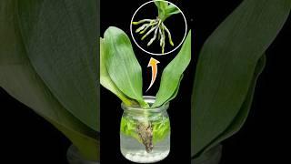 Aloe vera and B1 mixture helps weak orchids grow strong roots immediately