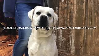 Loyal labradors Arrow of Truth