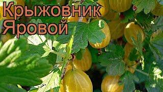 Крыжовник обыкновенная Яровой (ribes grossularia)  обзор: как сажать, саженцы крыжовника Яровой