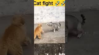 Cat_fight___#animals_#funnyvideo_#shorts_#watch(720p) #trending #youtubeshorts #viral #funny