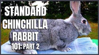 Standard Chinchilla Rabbit 101: Part 2