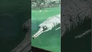 GHARIAL EDIT (super cool )