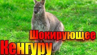 Шокирующие факты про кенгуру!