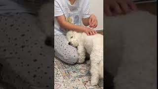 My dog reaction to stop massage - funny dog video #shorts