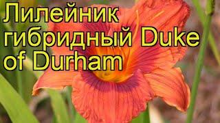 Лилейник гибридный Герцог Дарем. Краткий обзор, описание hemerocallis hybrida Duke of Durham