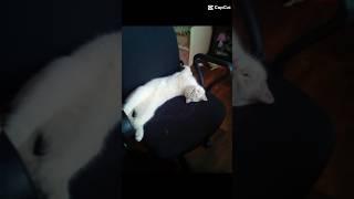 #снежкаtv #cat #ウィンターソング #cuteanimal #котик #アニメ音楽 #cutecat #music #котики #アニメソング歌手