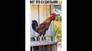 Вот это будильник  приколы 2021