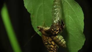 Butterfly Emerges From Chrysalis