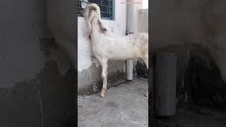 Shahid goat farm Delhi